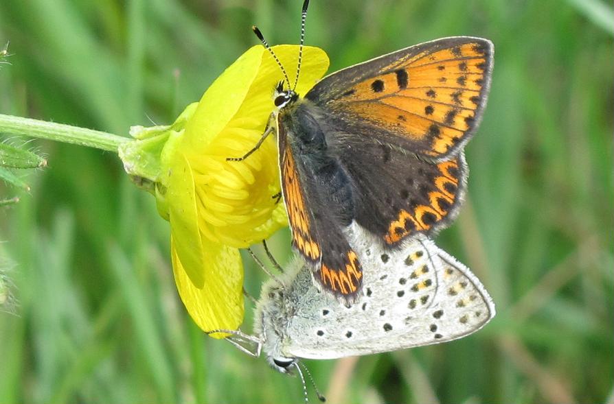 Coppietta di farfalle da identificare - Lycaena tityrus